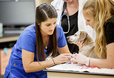 Veterinarians looking at dog